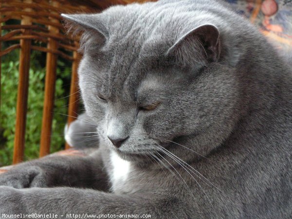 Photo de Chat domestique