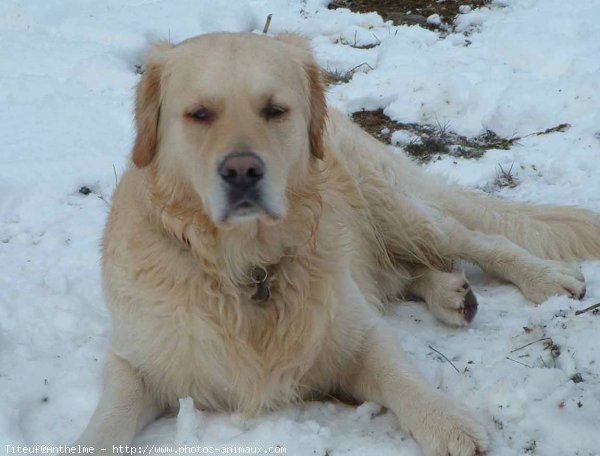 Photo de Golden retriever