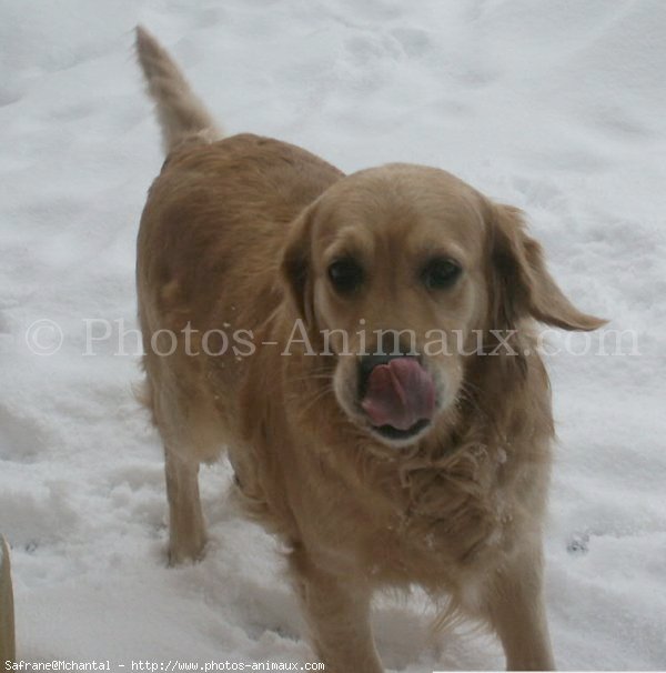 Photo de Golden retriever