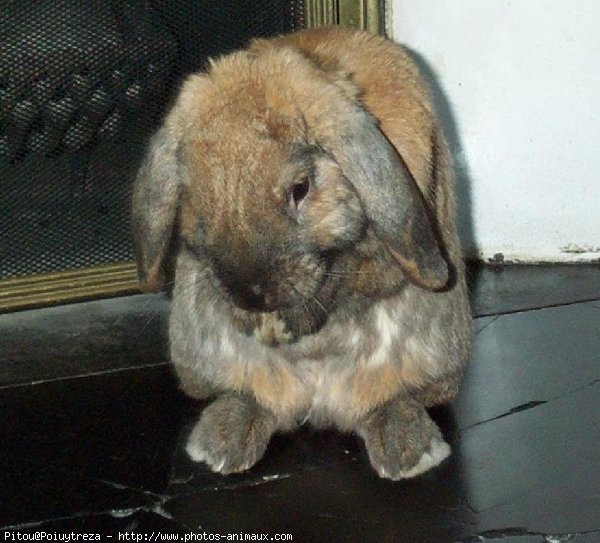 Photo de Lapin