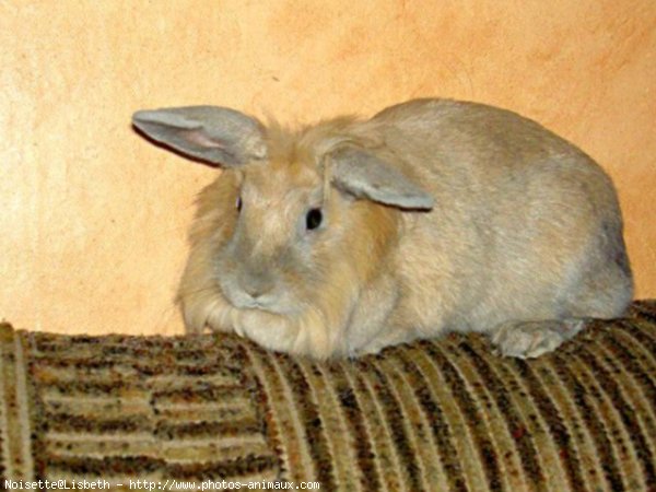 Photo de Lapin