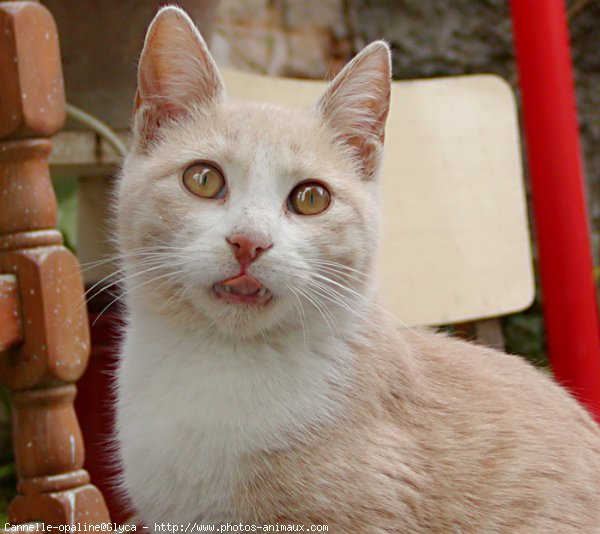 Photo de Chat domestique