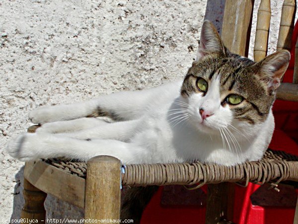 Photo de Chat domestique