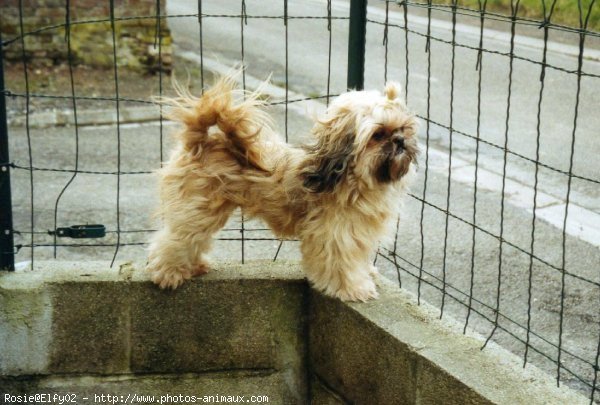 Photo de Shih tzu