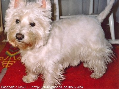 Photo de West highland white terrier