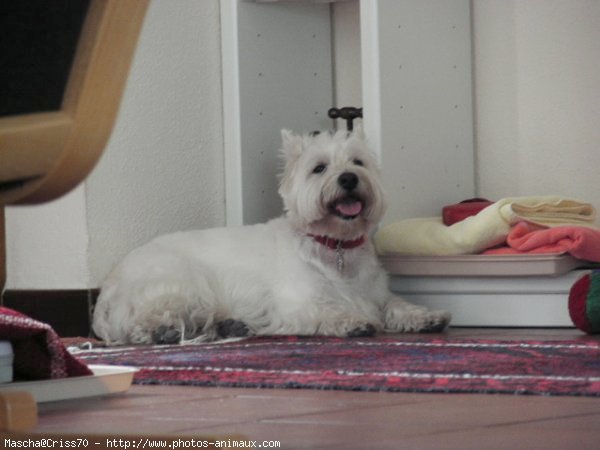 Photo de West highland white terrier