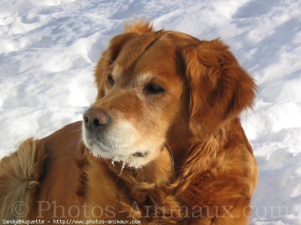 Photo de Golden retriever