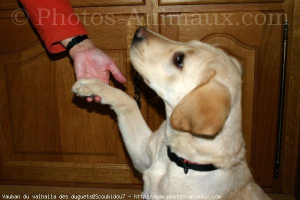 Photo de Labrador retriever