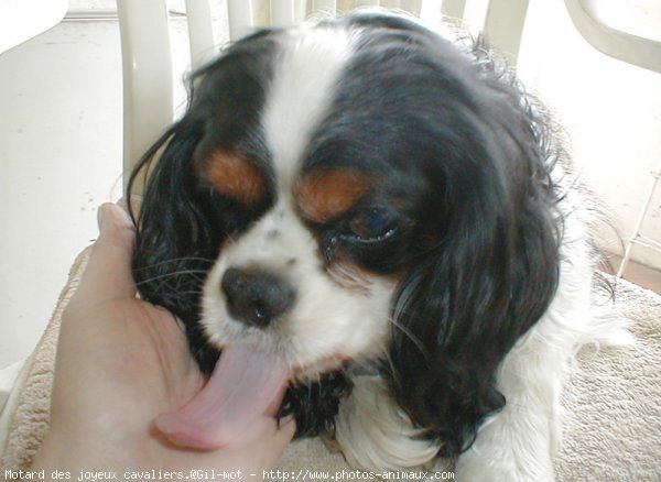 Photo de Cavalier king charles spaniel