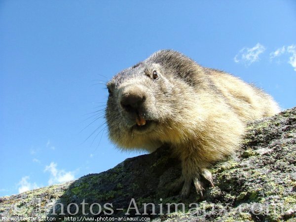 Photo de Marmotte