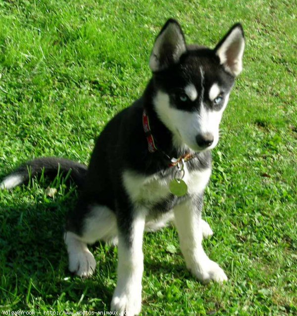 Photo de Husky siberien