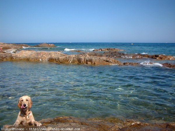 Photo de Golden retriever