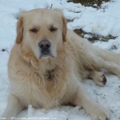 Photo de Golden retriever