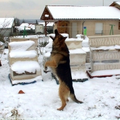 Photo de Berger allemand  poil court