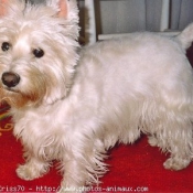 Photo de West highland white terrier