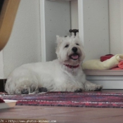 Photo de West highland white terrier