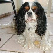 Photo de Cavalier king charles spaniel