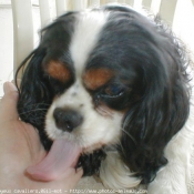 Photo de Cavalier king charles spaniel