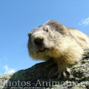 Photo de Marmotte