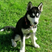 Photo de Husky siberien