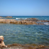 Photo de Golden retriever