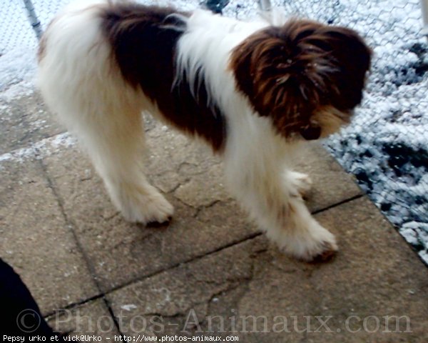 Photo de Cavalier king charles spaniel