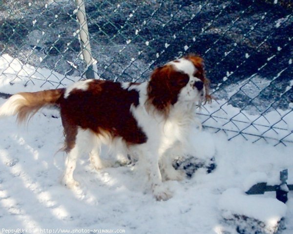 Photo de Cavalier king charles spaniel