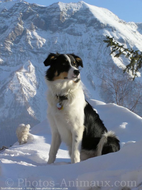 Photo de Border collie