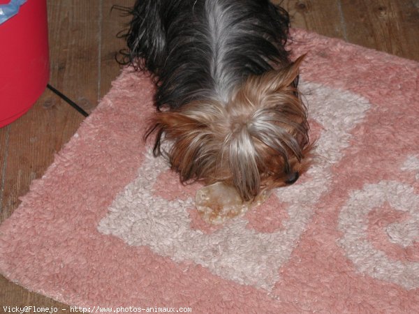 Photo de Yorkshire terrier