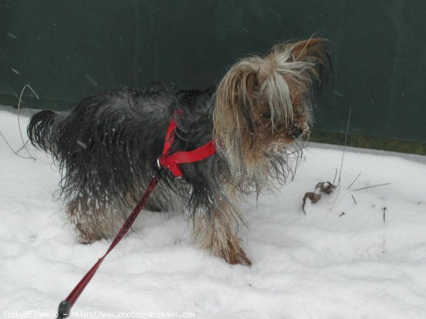 Photo de Yorkshire terrier