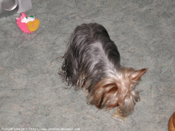 Photo de Yorkshire terrier