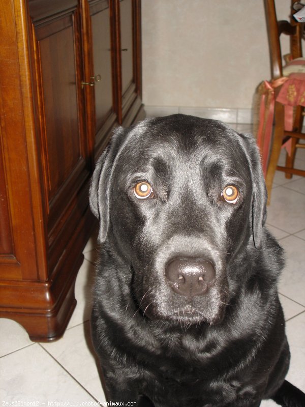 Photo de Labrador retriever