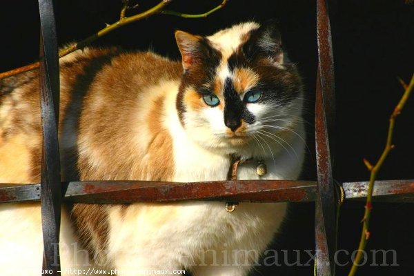 Photo de Chat domestique