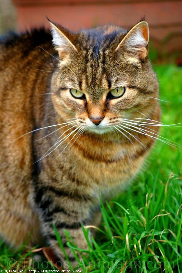 Photo de Chat domestique