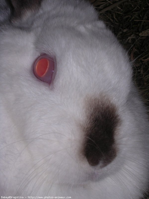 Photo de Lapin