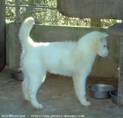 Photo de Husky siberien