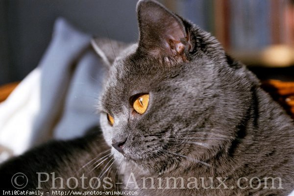 Photo de Chartreux