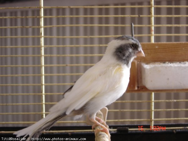 Photo de Canari