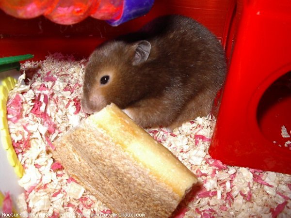 Photo de Hamster