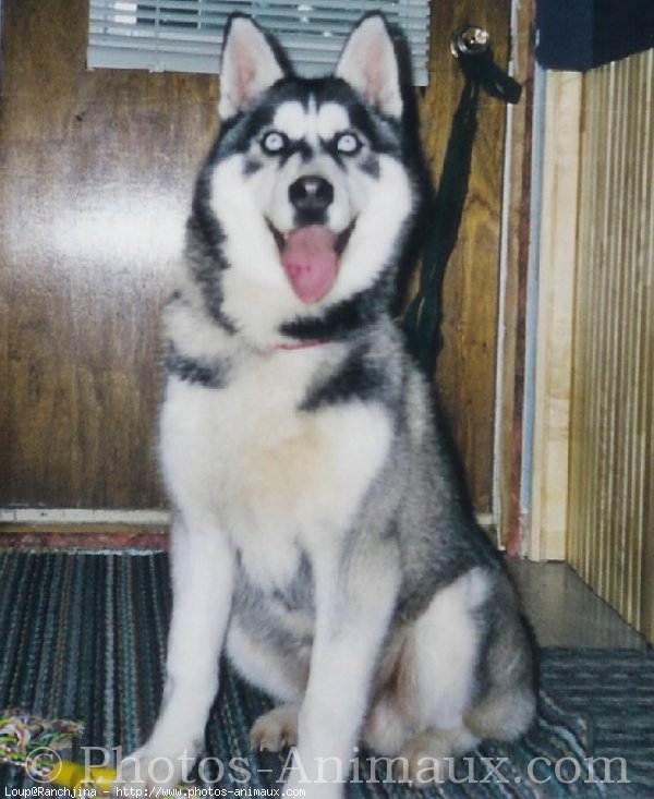 Photo de Husky siberien