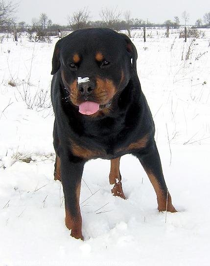 Photo de Rottweiler