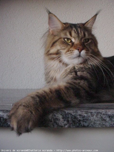 Photo de Maine coon