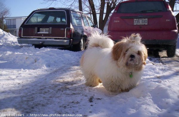 Photo de Lhassa apso