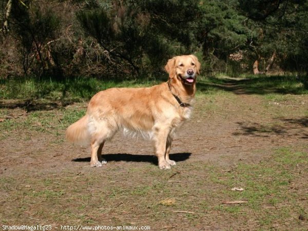 Photo de Golden retriever