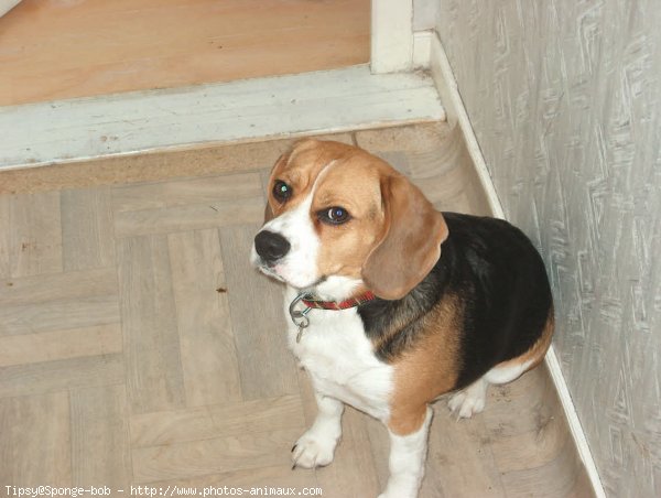 Photo de Beagle