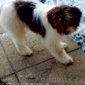 Photo de Cavalier king charles spaniel