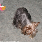 Photo de Yorkshire terrier