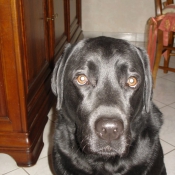 Photo de Labrador retriever