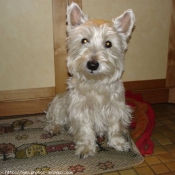 Photo de West highland white terrier