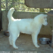 Photo de Husky siberien